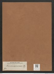Grammonema sp. (de-Toni-Nr.: Genus 74) Zeichnungen Sammlung Grunow Mappe 02968 (Herbarium_W_Grunow_drawings_Folder_02968)